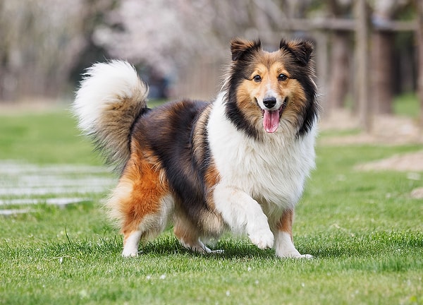 В прошлой жизни вы были собакой!