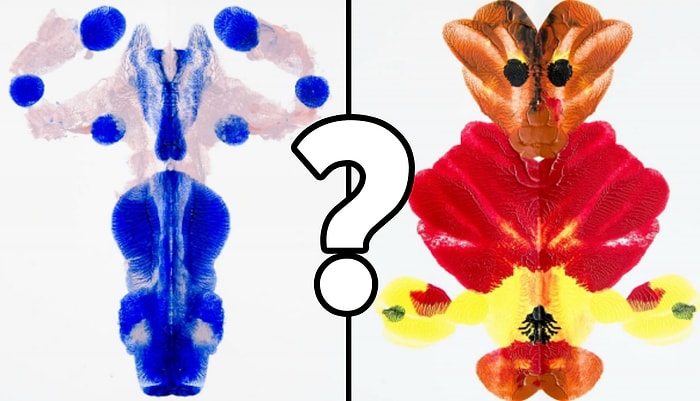 Тест: Расскажите, что увидели в чернильных пятнах, а мы раскроем тайны вашей психики