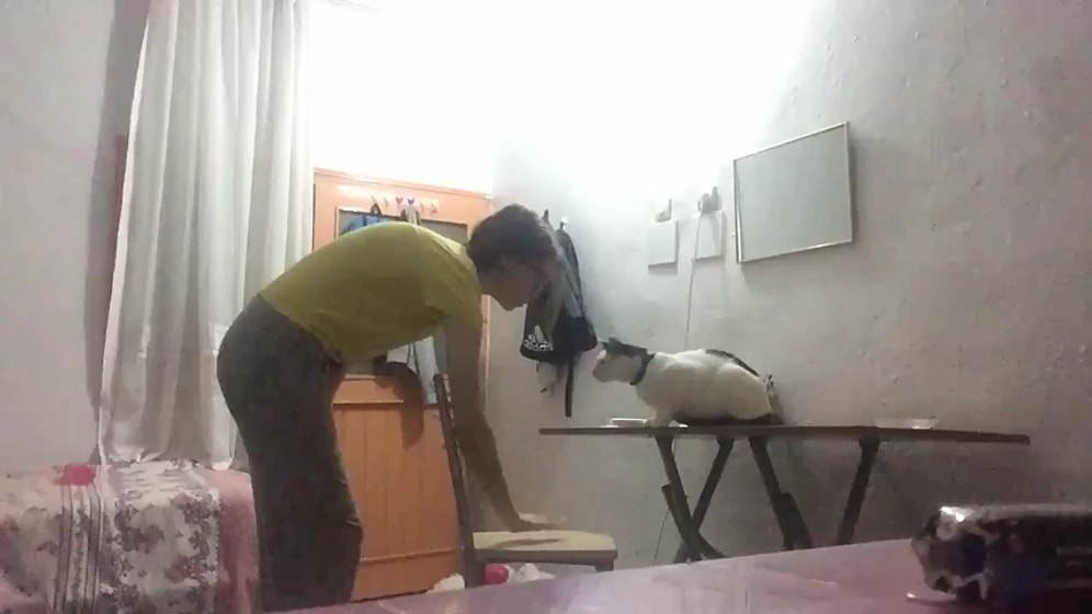 Görme Engelli Kedisine Çıktığı Masadan İnmeyi Öğreten Güzel İnsan!