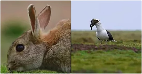 Vahşi Doğa Fotoğrafçısı Kara Sırtlı Martının Avı Olan Tavşanı Bütün Olarak Yuttuğu Anı Ölümsüzleştirdi