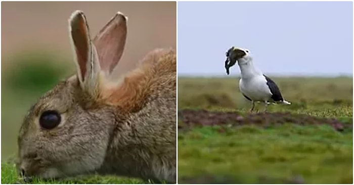 Vahşi Doğa Fotoğrafçısı Kara Sırtlı Martının Avı Olan Tavşanı Bütün Olarak Yuttuğu Anı Ölümsüzleştirdi
