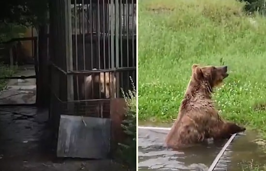 Yıllarca Kafeste Tutsak Yaşadıktan Sonra Özgürlüğüne Kavuşan Ayının Havuz Keyfi Yaptığı Muhteşem Anlar