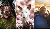 Sadık Dostlarımızın Fotoğraflarının Ödüllendirildiği 2019 Köpek Fotoğrafçıları Yarışmasının Kazananları Açıklandı
