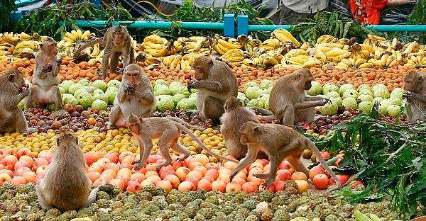 14. Tayland'da maymunlar okula giderler.
