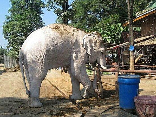 16. Tayland beyaz fillerin şehridir.