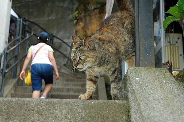 13. "Ну какой гигантский кот", - наверняка скажете вы...