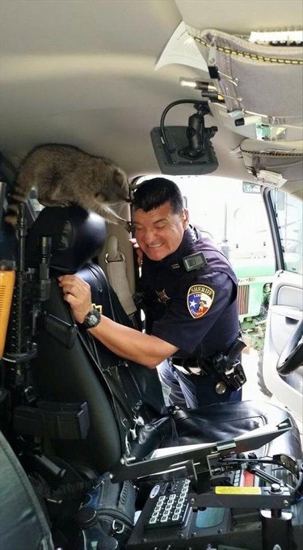 13. Четвероногий нарушитель