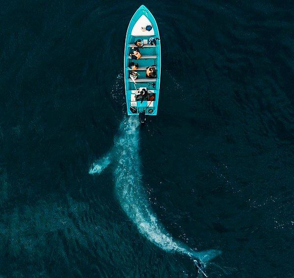 3. Turistlerle dolu bir botu iten gri balina.