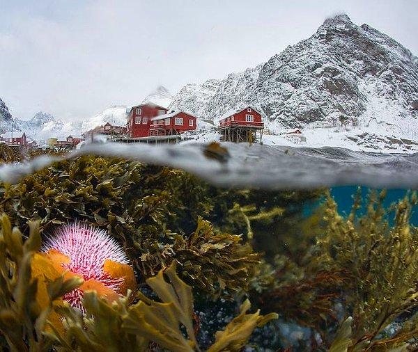 9. Lofoten, Norveç'in kışın su altından görünümü.