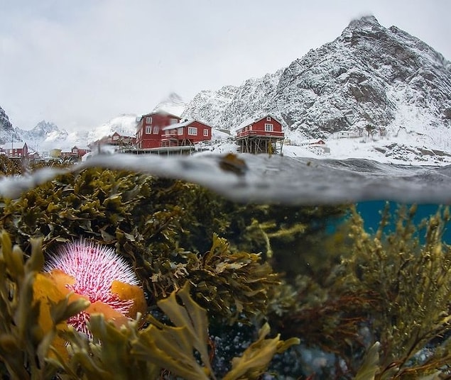 9. Lofoten, Norveç'in kışın su altından görünümü.