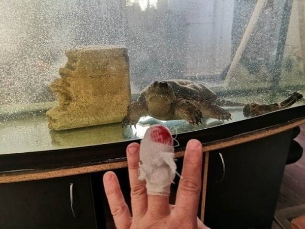 31. "Собаки кусаются. Заведу-ка черепашку"