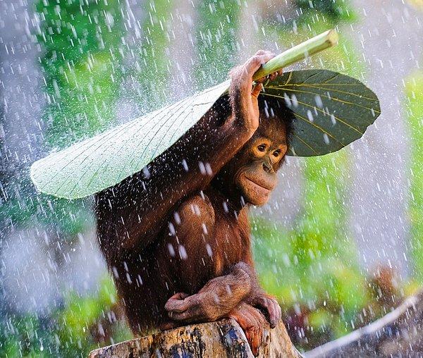 19. Yaprağın altına girmiş bir bebek şempanze, sabırla yağmurun durmasını bekliyor.