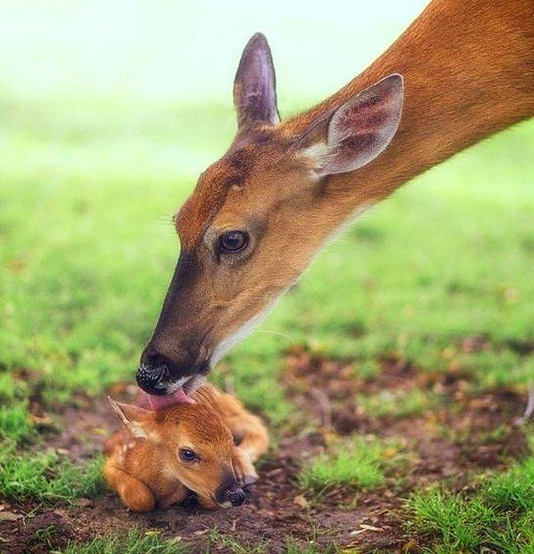 21. Gerçek Bambi.