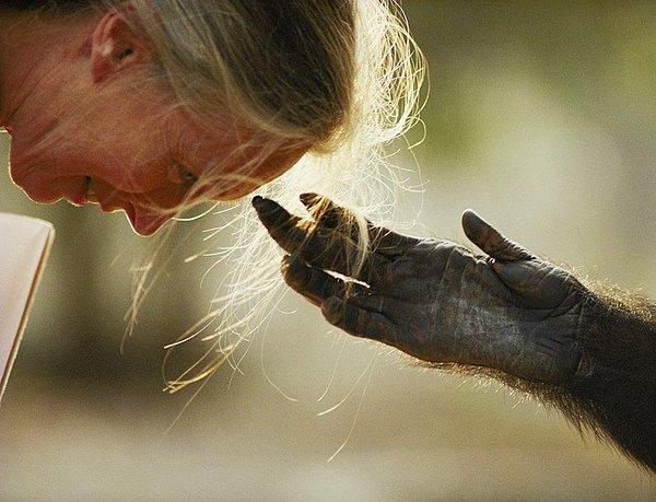 25. Bir kadın ve bir şempanze arasında tatlı bir an.