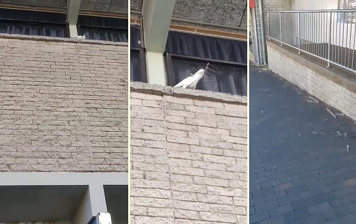 Kuşları Uzak Tutmak İçin Yerleştirilen Dikenli Telleri Tek Tek Sökerek İnsanlara Büyük Bir Ders Veren Papağan