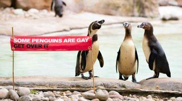 Çalışanlar hayvanat bahçesine şöyle bir pankart açtılar;  "Bazı penguenler gay'dir, aşın artık bunları."