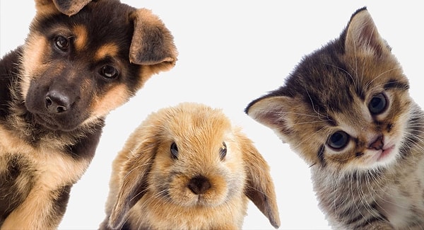 6. А теперь выберите животное: