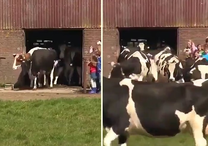 Aylarca Ahırda Kapalı Kalan İneklerin Uzun Süre Sonra Çimenlere Bastıkları Muhteşem Anlar!