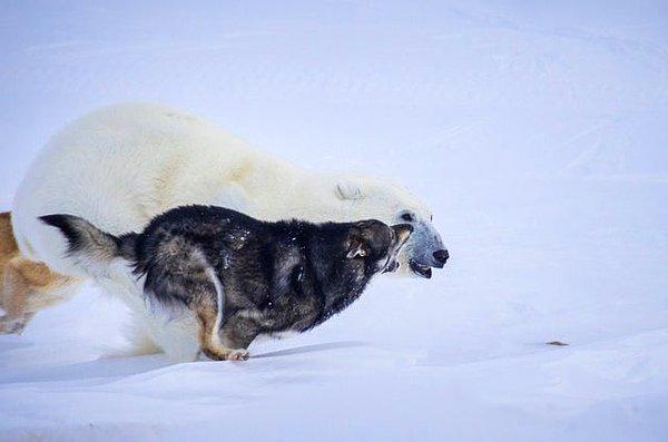 4. Kutup ayısını avlayan kurtlar: