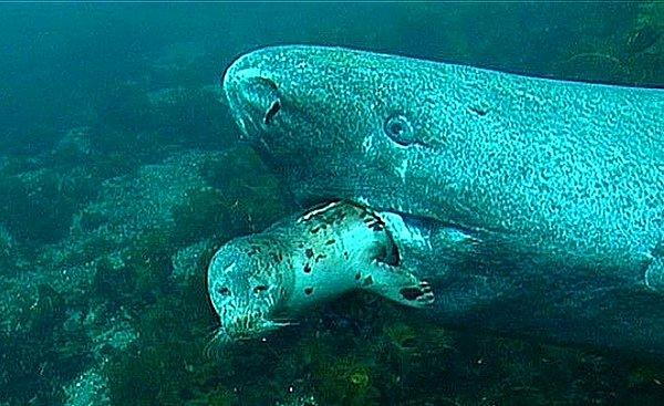 17. Grönland köpek balığı bir fok yiyor...