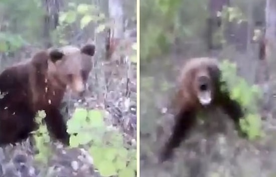 Tekmelediği Ayının Saldırısına Uğrayan Adamın Korku Dolu Anları