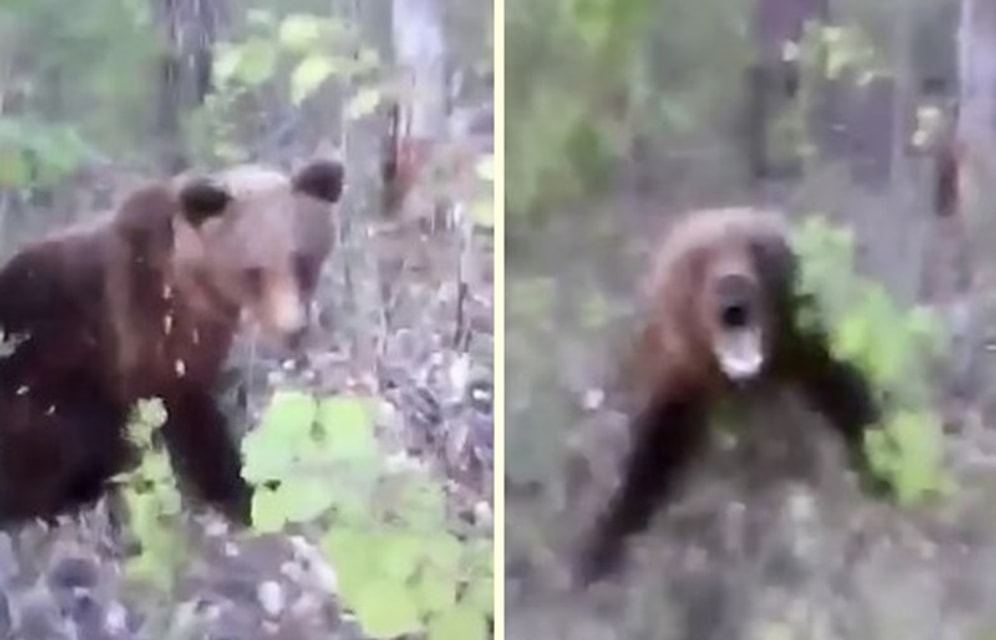 Tekmelediği Ayının Saldırısına Uğrayan Adamın Korku Dolu Anları