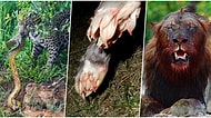 Doğanın Ne Kadar Vahşi Olabileceğine Tanıklık Edebileceğiniz Birbirinden İlginç Görüntüler