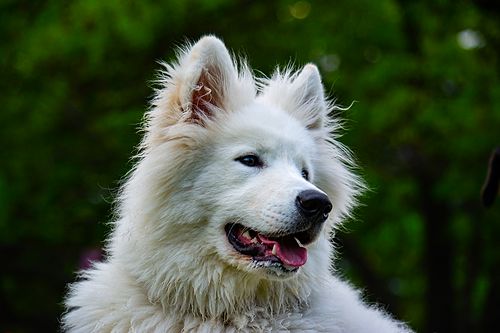 Köpek Severlerin "Bakmaya Doyamayacağı" 20 Fotoğraf