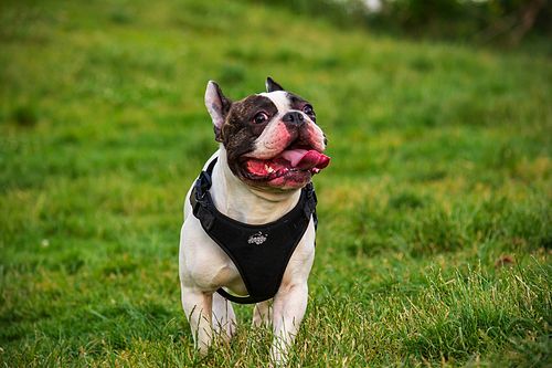 Köpek Severlerin "Bakmaya Doyamayacağı" 20 Fotoğraf