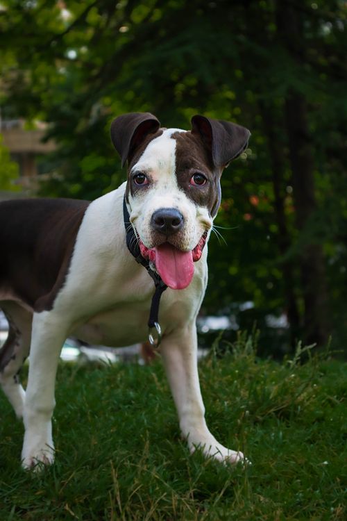 Köpek Severlerin "Bakmaya Doyamayacağı" 20 Fotoğraf