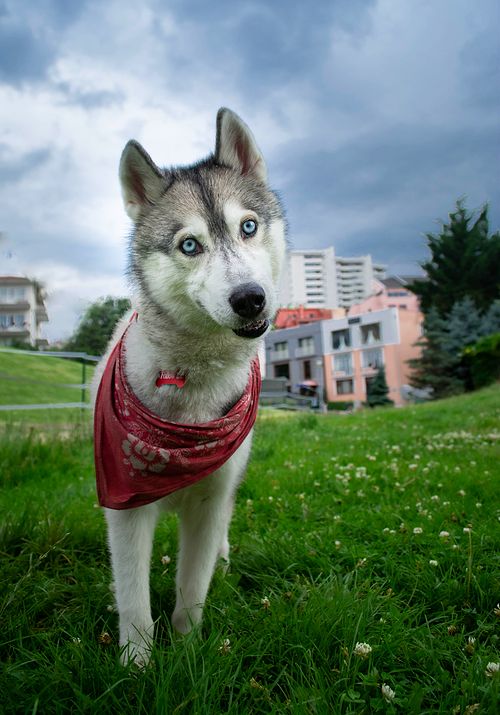 Köpek Severlerin "Bakmaya Doyamayacağı" 20 Fotoğraf