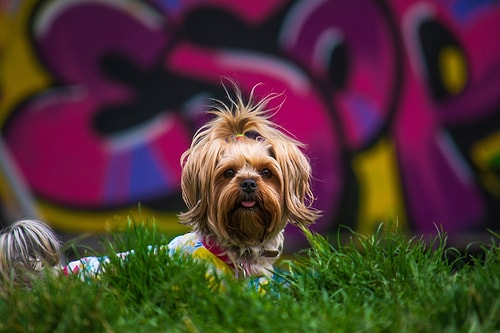 Köpek Severlerin "Bakmaya Doyamayacağı" 20 Fotoğraf