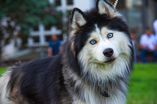 Köpek Severlerin "Bakmaya Doyamayacağı" 20 Fotoğraf