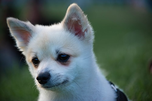 Köpek Severlerin "Bakmaya Doyamayacağı" 20 Fotoğraf