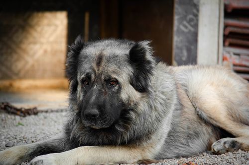 Köpek Severlerin "Bakmaya Doyamayacağı" 20 Fotoğraf