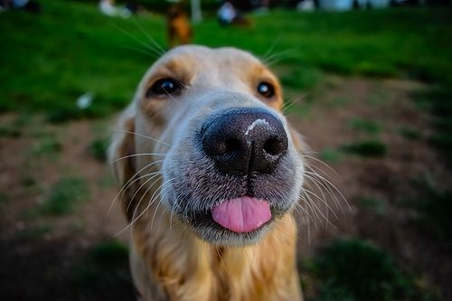 Köpek Severlerin "Bakmaya Doyamayacağı" 20 Fotoğraf