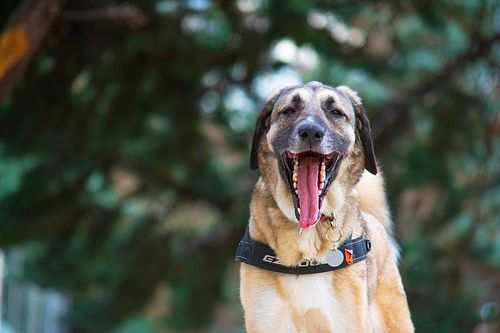 Köpek Severlerin "Bakmaya Doyamayacağı" 20 Fotoğraf