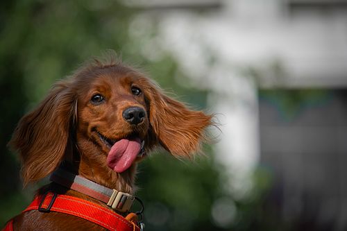 Köpek Severlerin "Bakmaya Doyamayacağı" 20 Fotoğraf