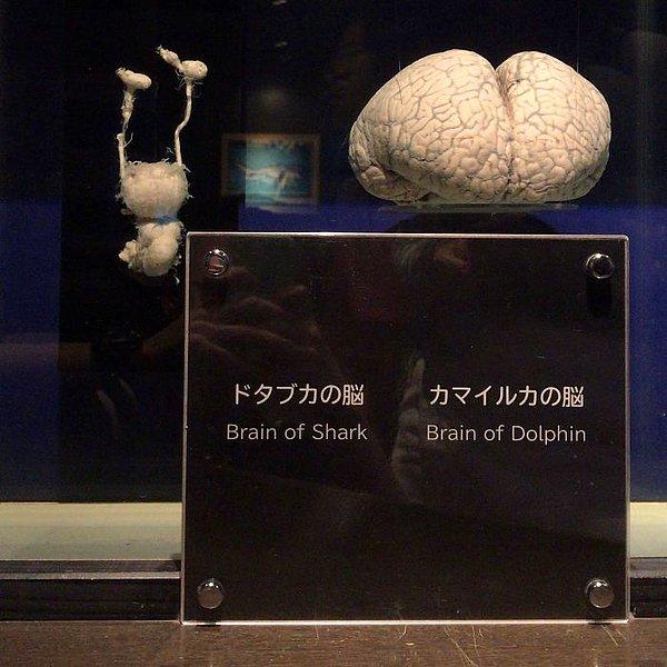 23. Köpek balığı beyni ve yunus beyni.