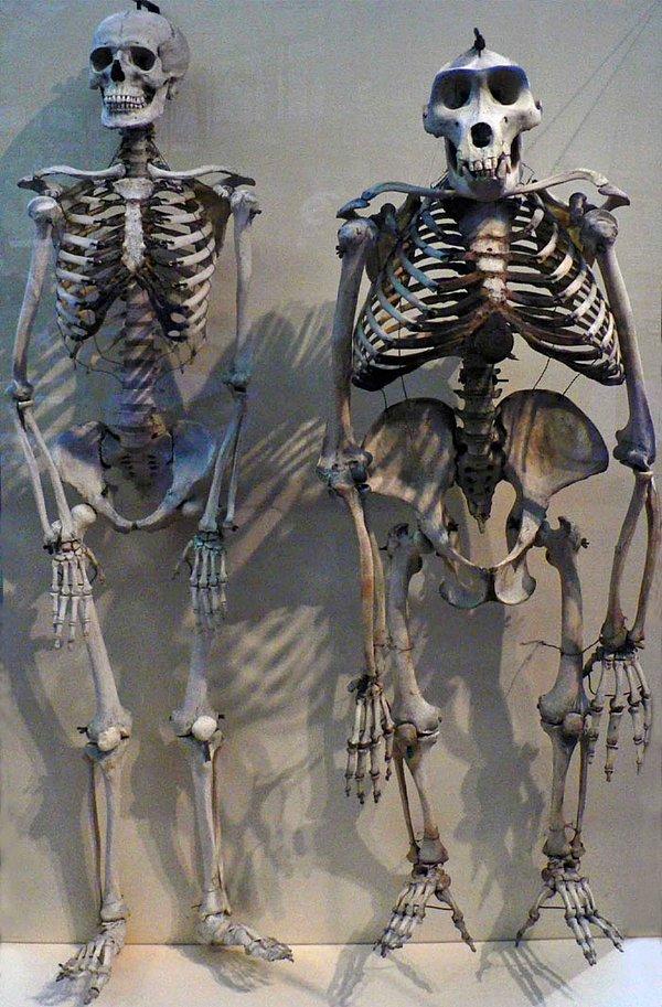 25. İnsan iskeleti ve goril iskeleti.