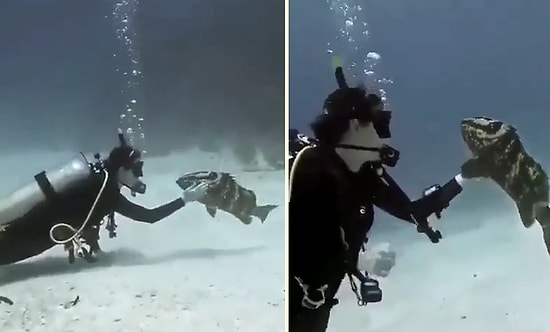 Dalgıca Kendini Sevdiren Balığın Muhteşem Görüntüleri