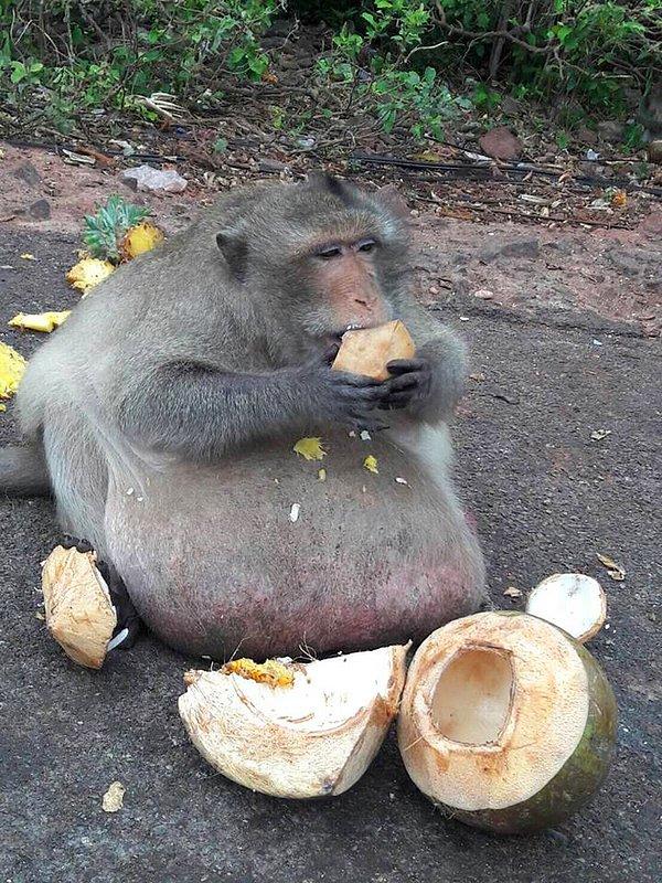 Turistlerin verdiği besinler nedeniyle aşırı kilo alan Uncle Fatty, artık yemek için diğer maymunların yaptığı hareketleri yapmak zorunda kalmadığı için kilo veremedi.