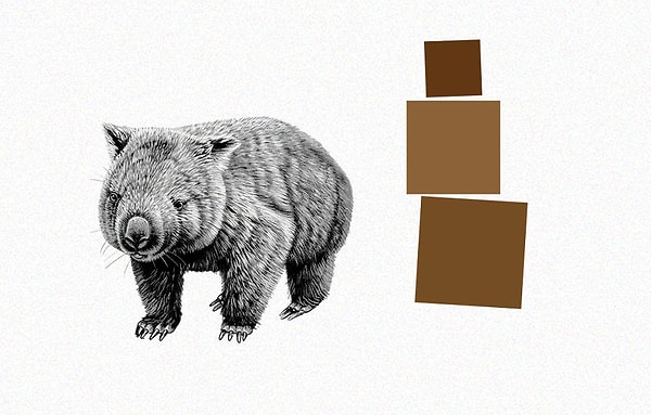 8. Вомбаты испражняются кубиками