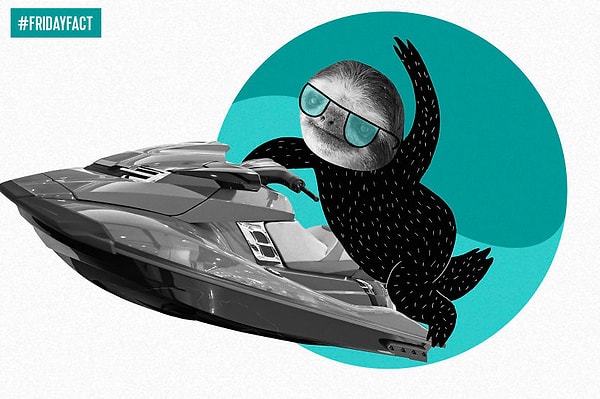 13. Ленивцы в воде в три раза быстрее, чем на суше