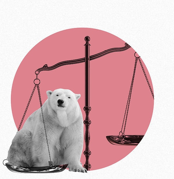 24. Самки белых медведей набирают более 180 кг во время беременности