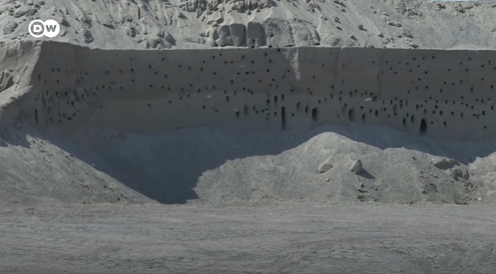 Avrupa'ya Göç Eden Kırlangıçlar Kum Tepelerine Yuva Yapınca, Ayda 100 Bin TL Zararı Göze Alarak Çalışmayı Durduran Şirket
