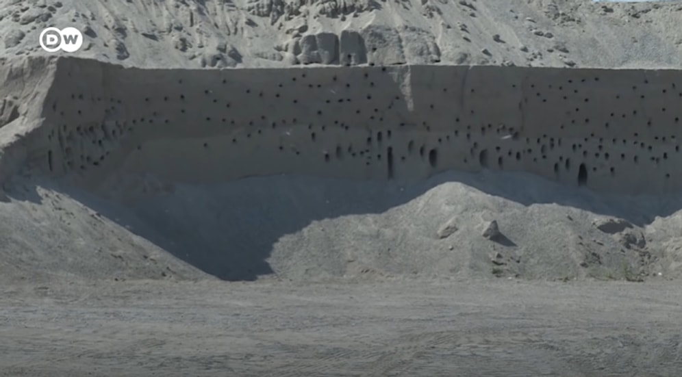 Avrupa'ya Göç Eden Kırlangıçlar Kum Tepelerine Yuva Yapınca, Ayda 100 Bin TL Zararı Göze Alarak Çalışmayı Durduran Şirket