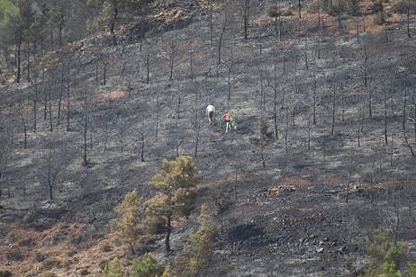 Orman Yangınından 350-400 Hektar Alan Etkilendi: 'Tüm Muğlalıları Fidan Dikmeye Davet Ediyorum'