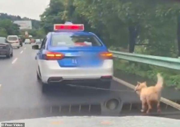 Çin'de yaşanan olay, başka bir araçtan kaydedildi. O görüntülerde bir köpek taksinin arkasına bağlı bir şekilde yürütülüyor...