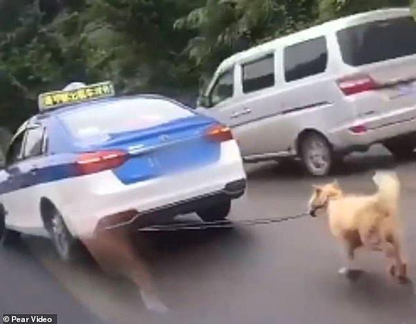 Araç içine alınmayan köpek aracın arkasına bağlanarak yürütüldü!